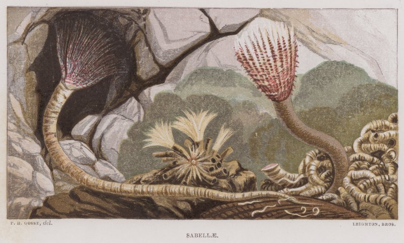 Sabelle (farve litho) af English School