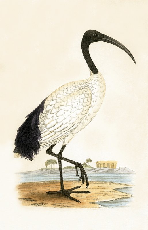 Sacred Ibis, illustration fra 