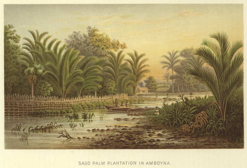 Sago Palm Plantation in Amboyna  af English School