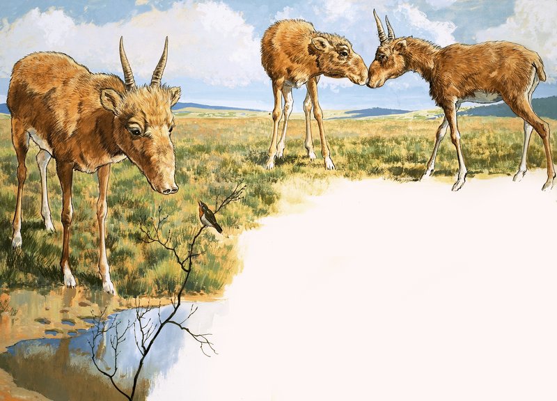 Saiga-antilope af English School