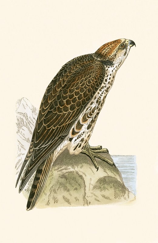 Saker Falcon, illustration fra "A History of the Birds of Europe Not Observed in the British Isles" af Charles Robert Bree (1811-86), udgivet i 1867 af English School