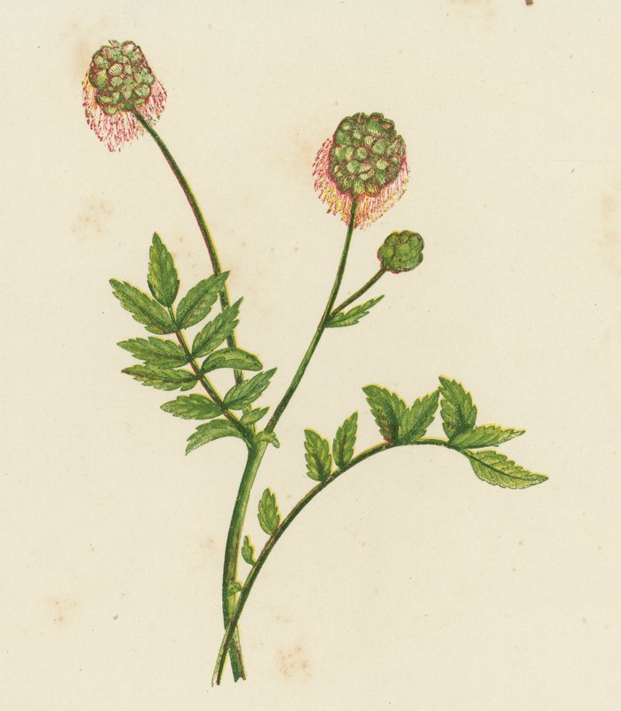 Salat Burnet, Poterium Sanguisorba (farve litho) af English School