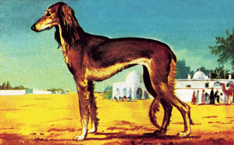 Saluki af English School