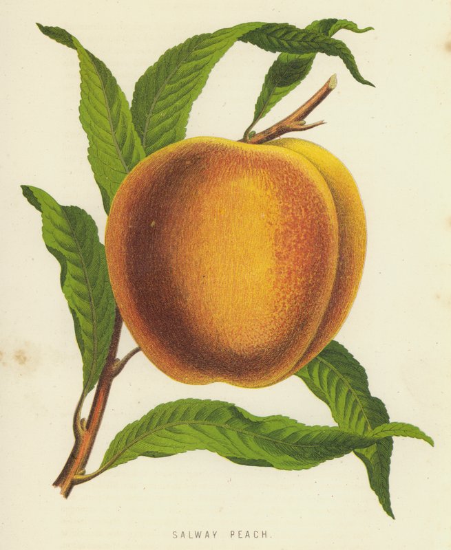 Salway Peach af English School