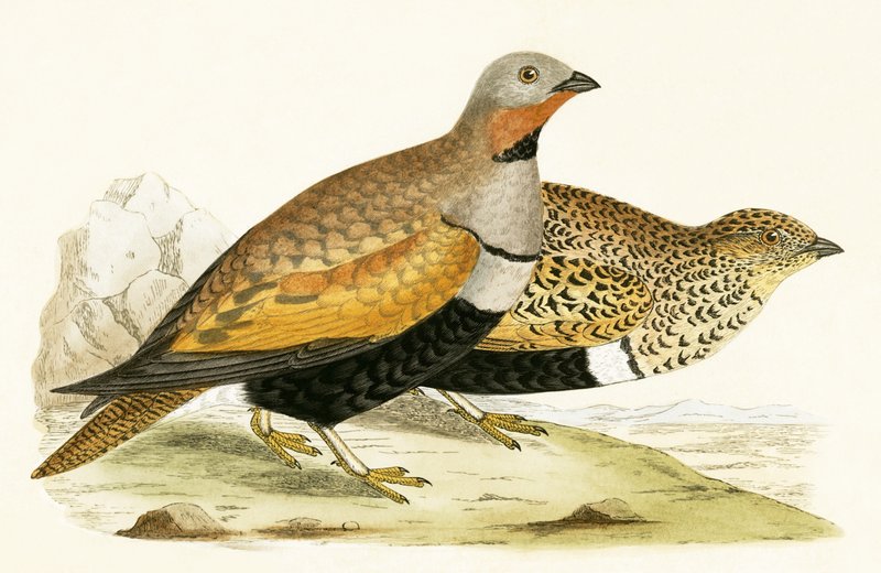 Sand Grouse, illustration fra 