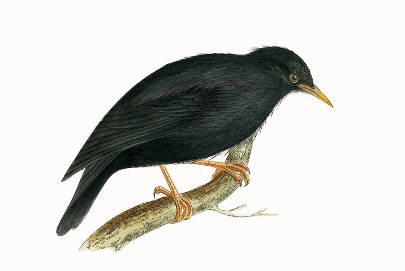 Sardinian Starling, illustration fra 