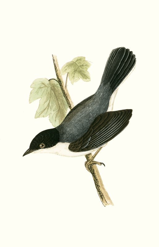 Sardinian Warbler, illustration fra "A History of the Birds of Europe Not Observed in the British Isles" af Charles Robert Bree (1811-86), udgivet i 1867 af English School