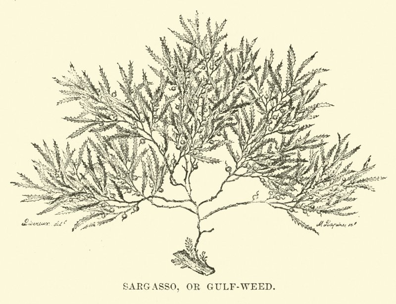 Sargasso, eller Gulf-weed af English School