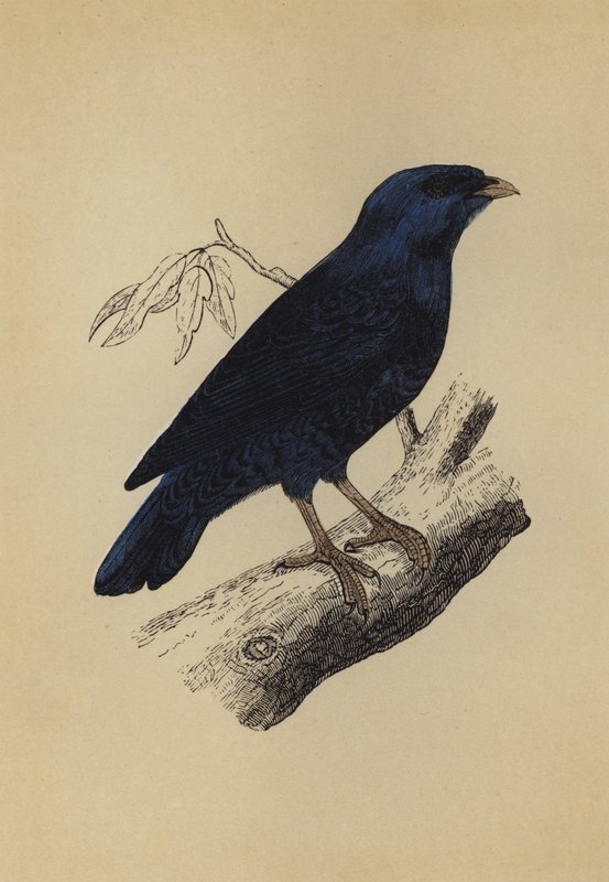 Satin Bird (farvelitografi) af English School