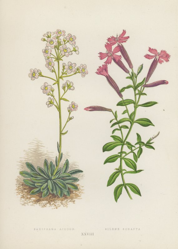 Saxifraga Aizoon; Silene Schafta (farvelitografi) af English School