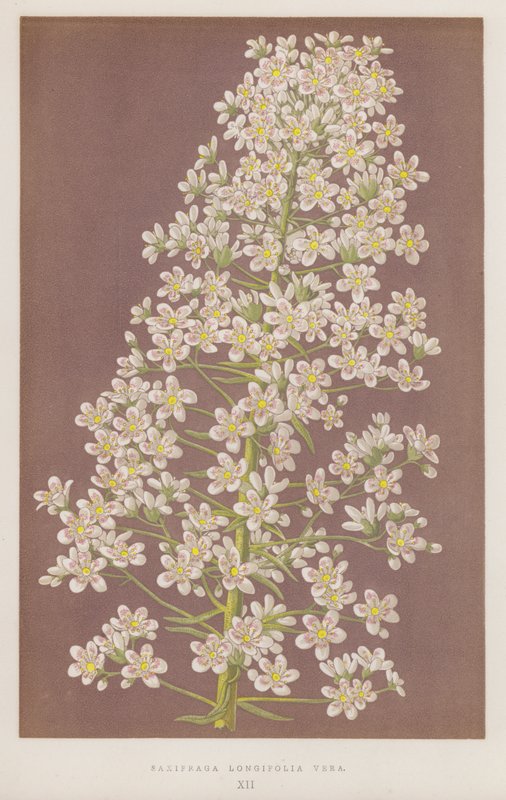 Saxifraga longifolia Vera (farvelitografi) af English School