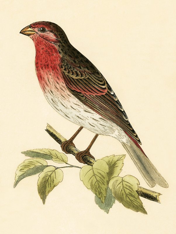 Scarlet Bullfinch, illustration fra 