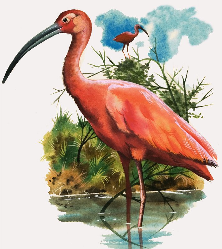 Scarlet Ibis af English School