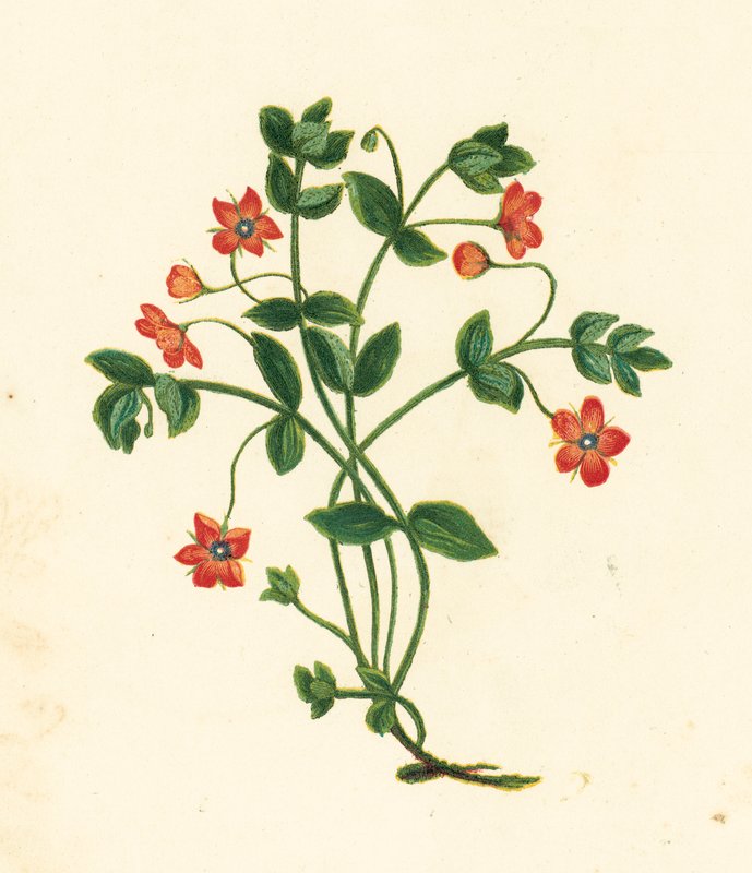 Scarlet Pimpernel, Anagallis Arvensis (farvelitografi) af English School