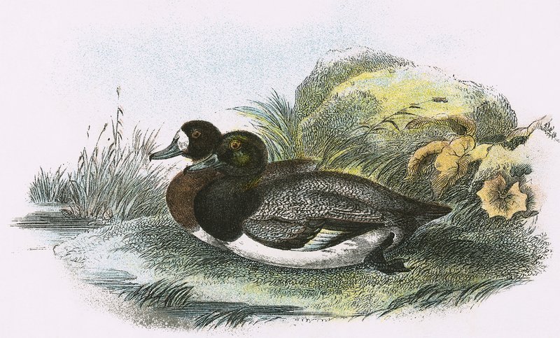 Scaup Duck af English School