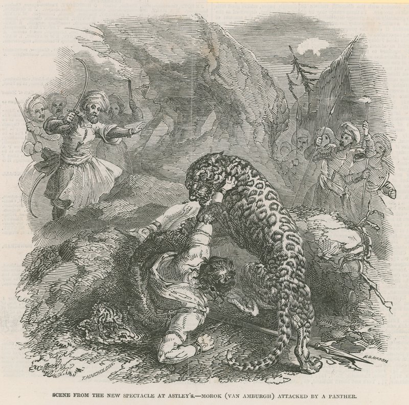 Scene fra det nye skuespil ved Astleys - Morok (Van Amburgh) angrebet af en panter af English School