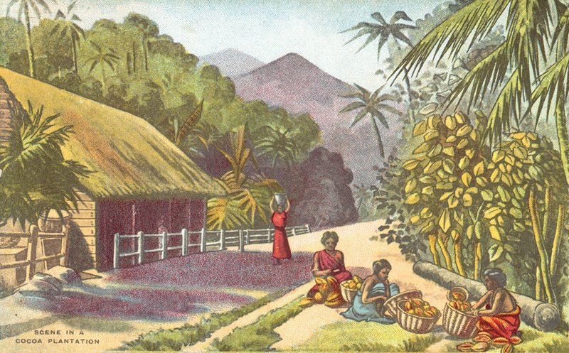 Scene i en kakaoplantage (farve litho) af English School