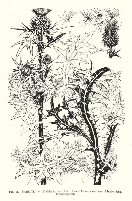 Scotch Thistle; Højde op til 4 fod; Nedre blade undertiden 18 tommer lange; Blomster lilla (gravering) af English School