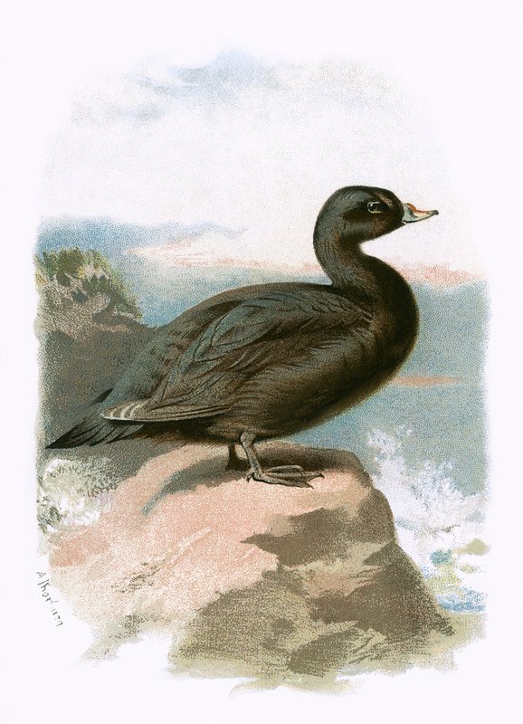 Scoter af English School