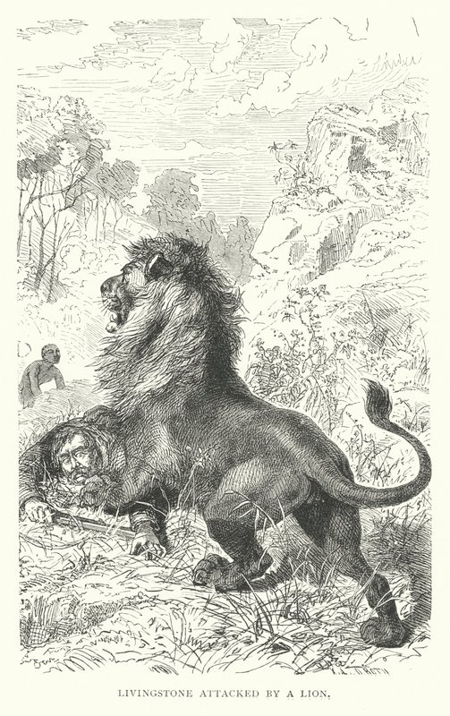 Den skotske missionær David Livingstone angrebet af en løve i Afrika (gravering) af English School
