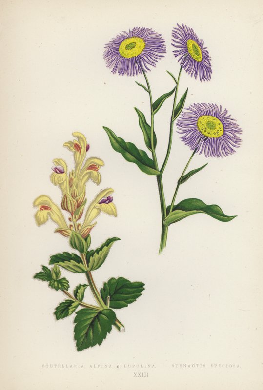 Scutellaria Alpina B Lupulina; Stenactis Speciosa (farvelitografi) af English School