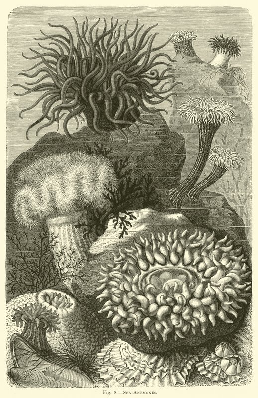 Søanemoner af English School
