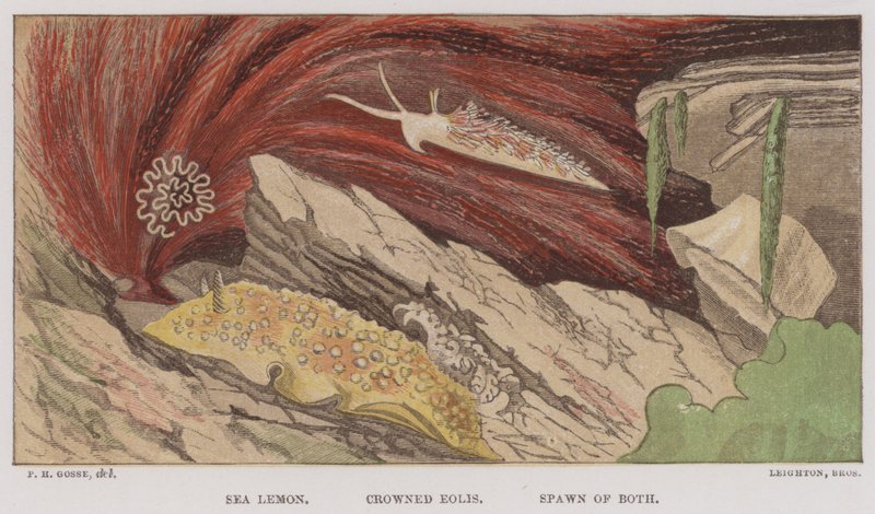 Sea Lemon, Crowned Eolis, Spawn of Both (farve litho) af English School