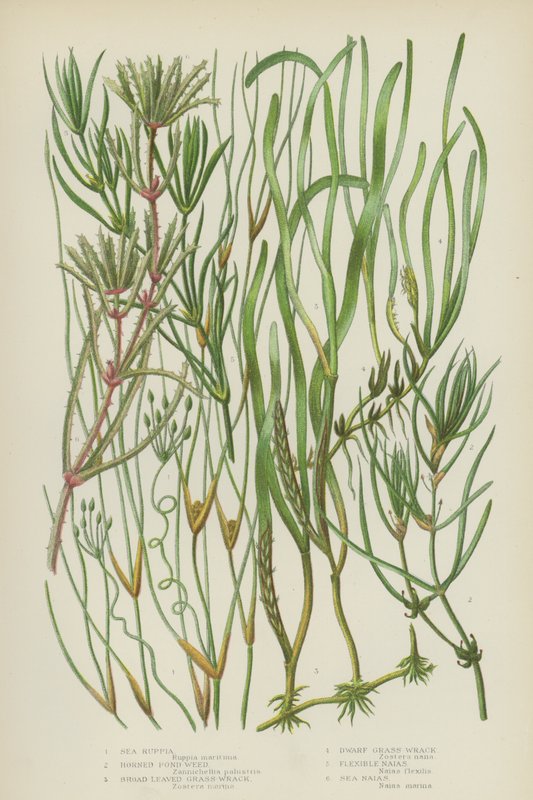 Sea Ruppia, Horned Pond Weed, Bredbladede Græstanger, Dværg Græstanger, Fleksible Naias, Hav Naias (farve litho) af English School