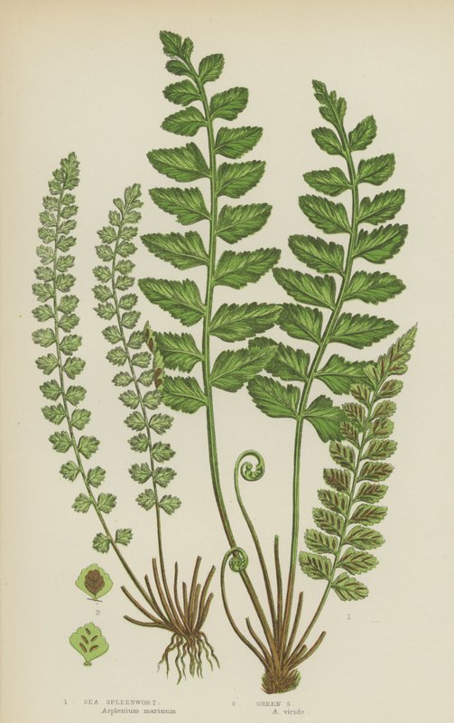 Sømilturt, Grøn milturt (farve litho) af English School