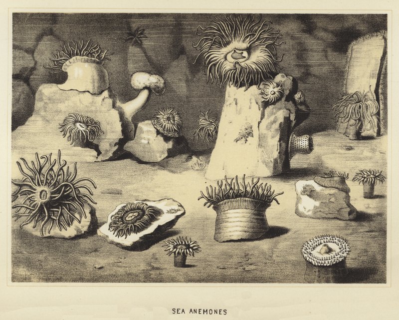 Søanemoner af English School