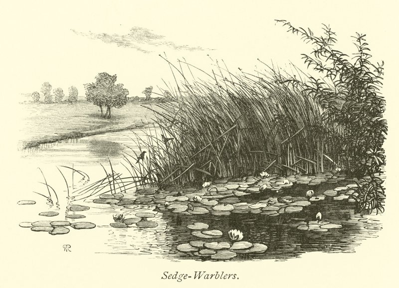 Sedge-Warblers  af English School