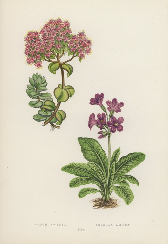 Sedum Ewersii; Primula Amoena (farvelitografi) af English School