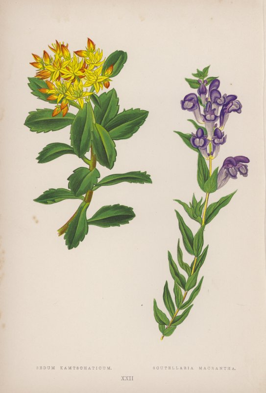 Sedum Kamtschaticum; Scutellaria Macrantha (farvelitografi) af English School