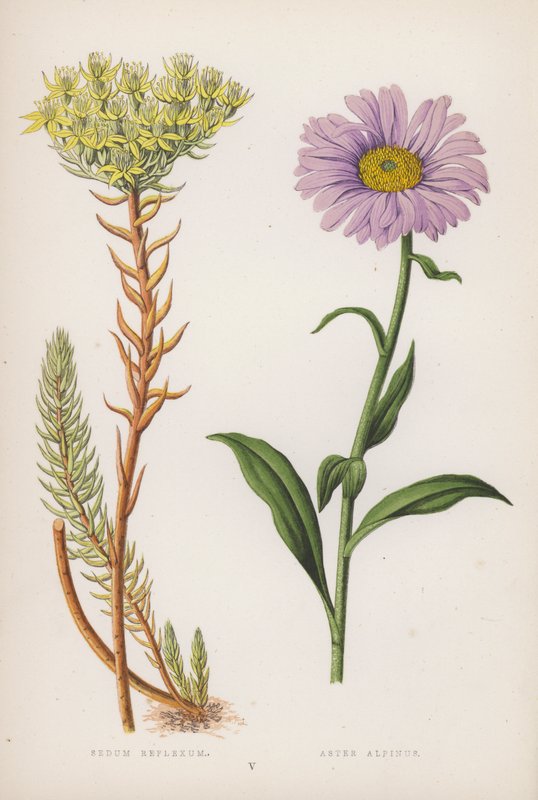 Reflekssæde; Alpine Aster (farve litho) af English School