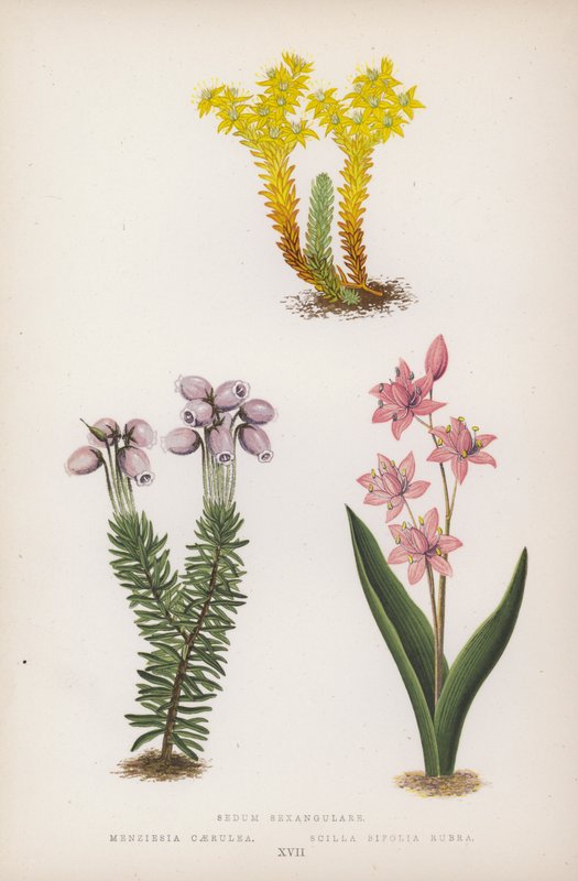 Et sekskantet sæde; Blå Menzies; Scilla Bifolia Rød (farve litho) af English School