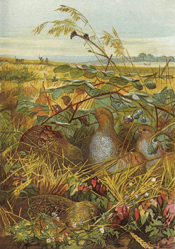 September og oktober, fuglevildt af English School