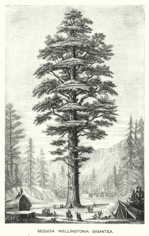 Sequoia (Wellingtonia) Gigantea (gravering) af English School