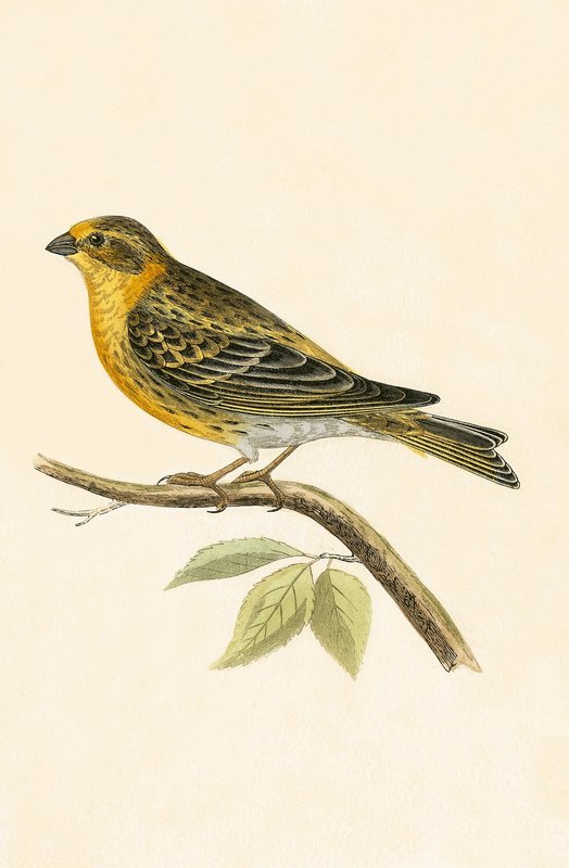 Serin Finch, illustration fra 