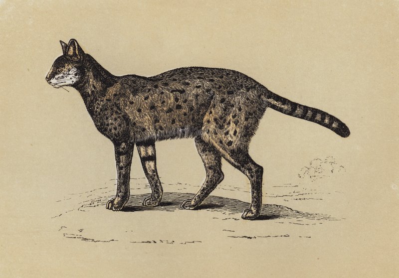 Serval (farvelitografi) af English School