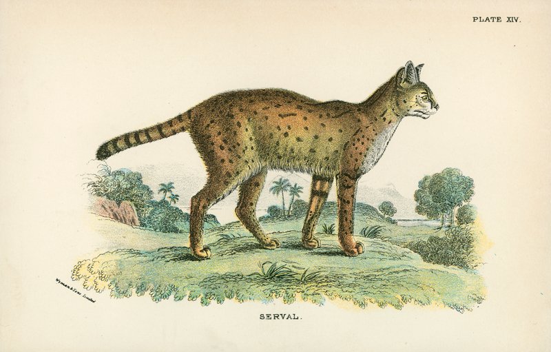 Serval af English School