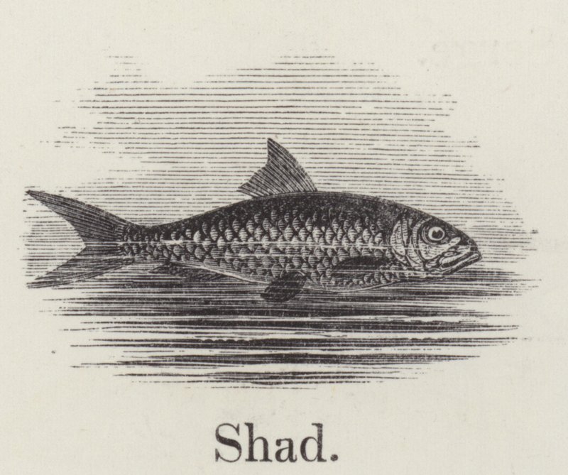 Shad (gravering) af English School
