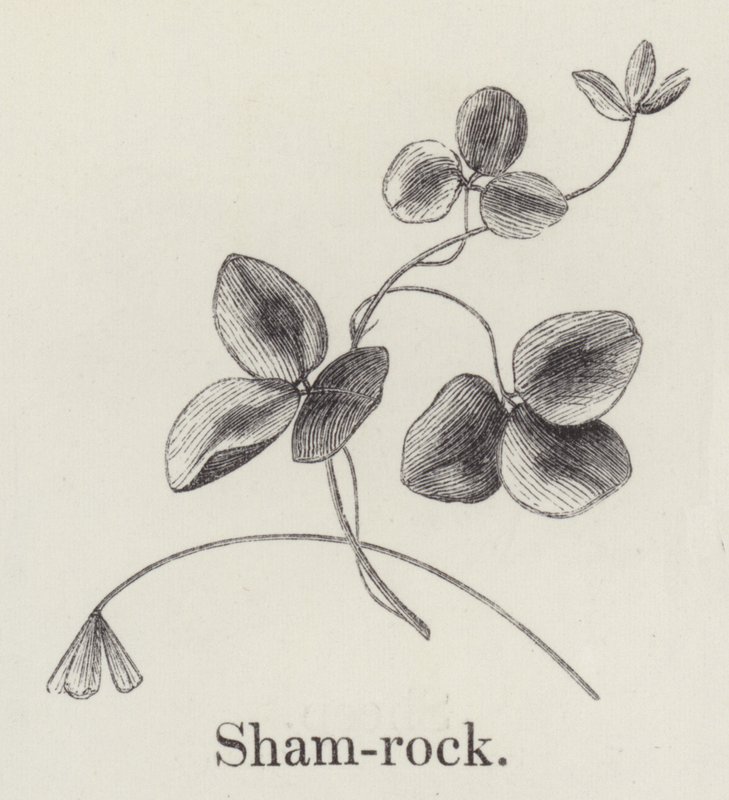 Shamrock (gravering) af English School