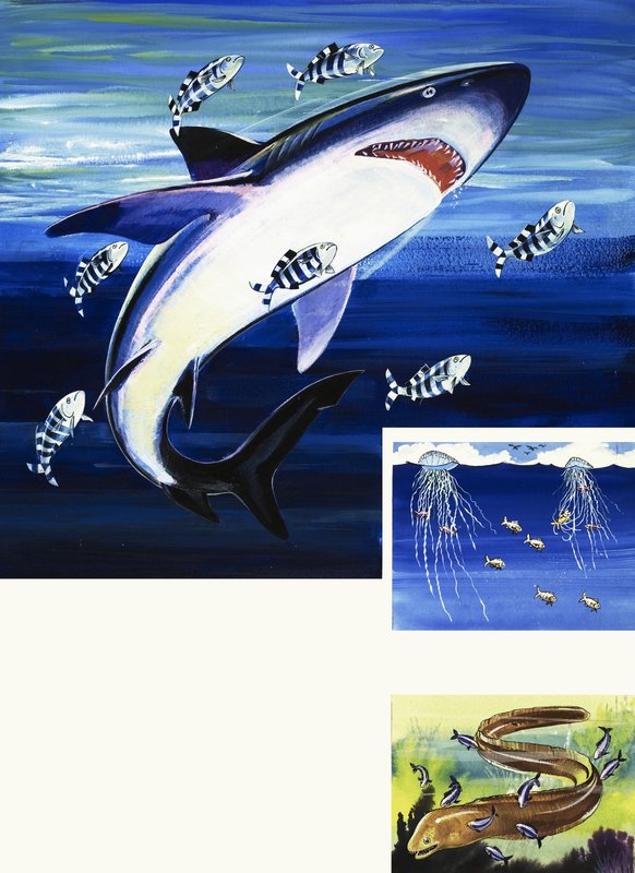 Shark, Muray Eel og Portugisisk Man-of-War af English School