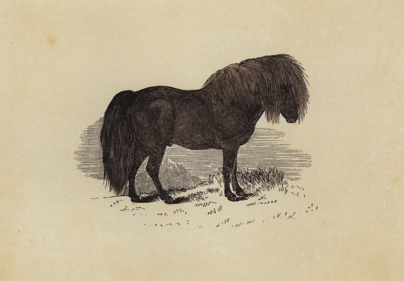 Shetlandspony (farve litho) af English School