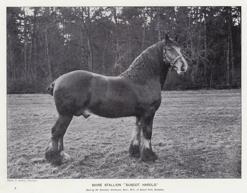 Shire Stallion "Buscot Harold" (litho) af English School