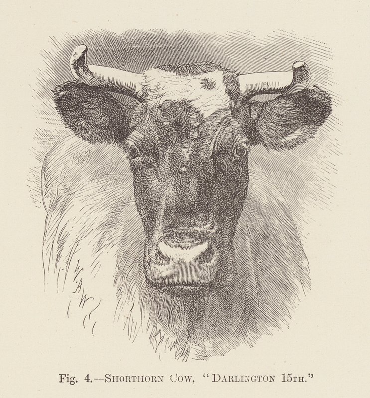 Shorthorn-ko, "Darlington 15th" (gravering) af English School
