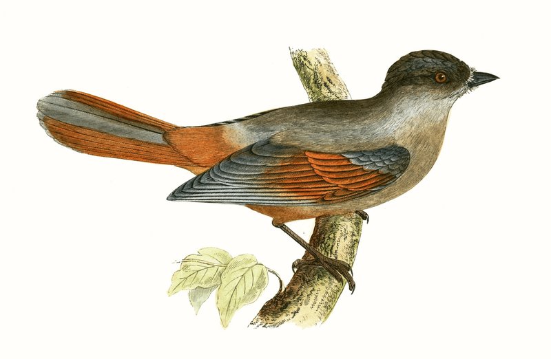 Siberian Jay, illustration fra 