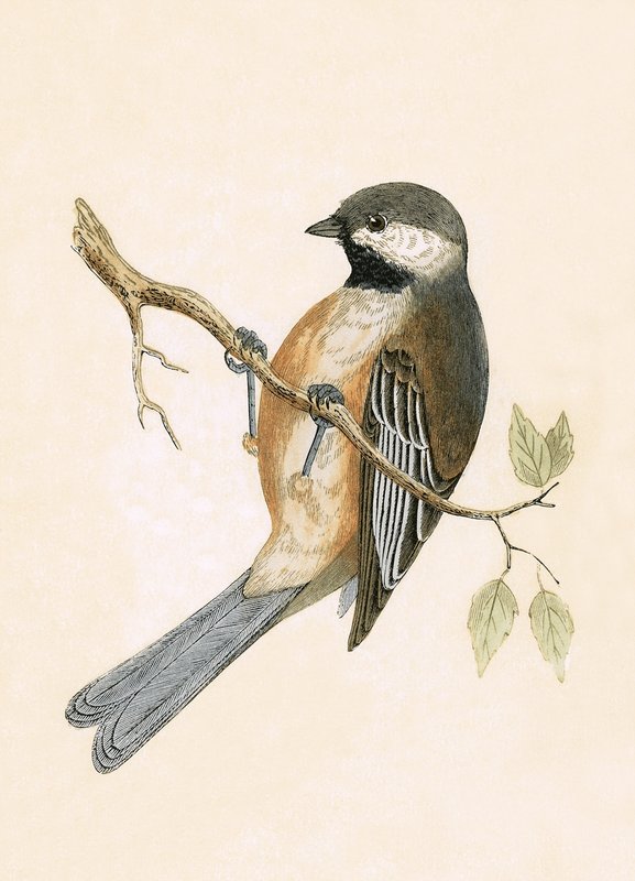 Sibirisk mejse, illustration fra 