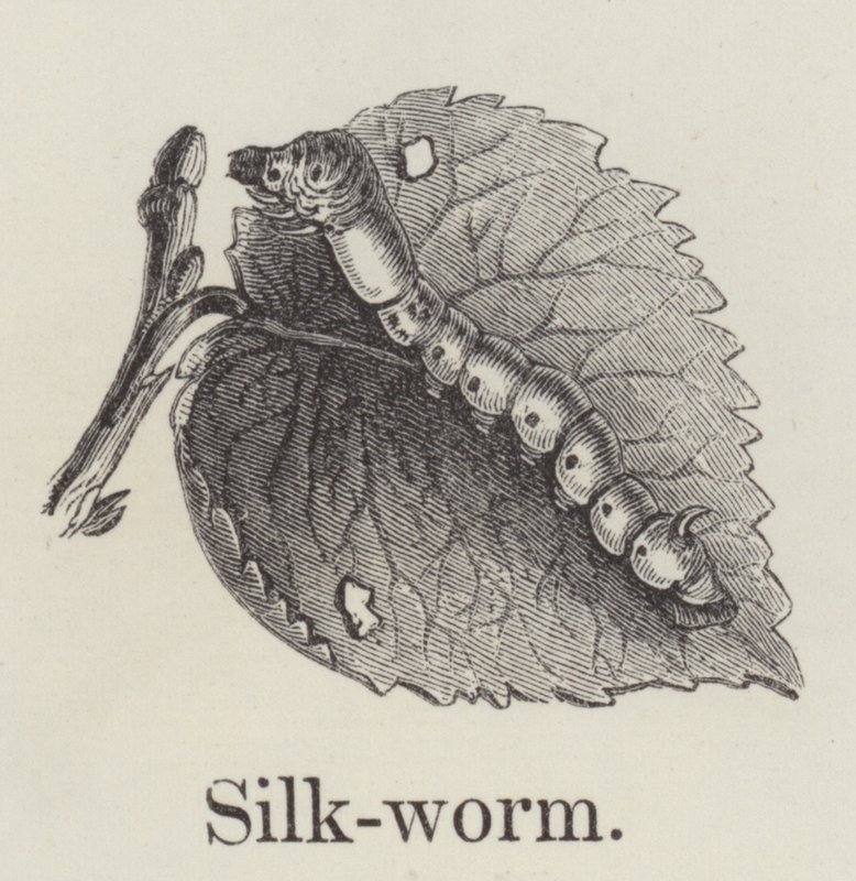 Silkeorm (gravering) af English School