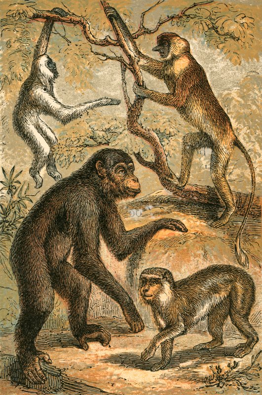 Sølvfarvet Gibbon, Snabelabe, Chimpanse og Barbary Ape af English School